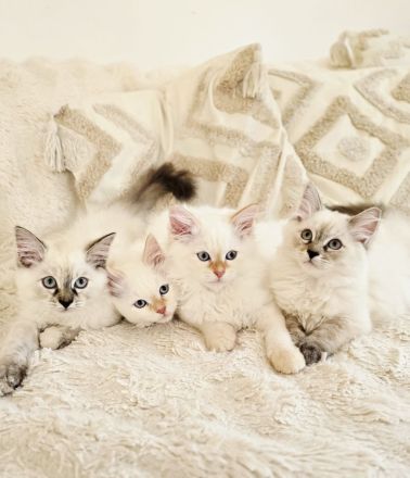 Sibirische Waldkatze - Kitten (Neva)