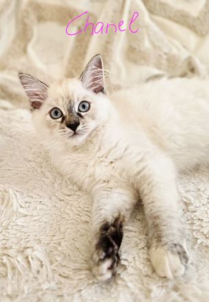 Sibirische Waldkatze - Kitten (Neva)