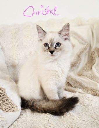 Sibirische Waldkatze - Kitten (Neva)