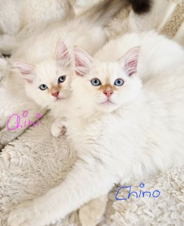 Sibirische Waldkatze - Kitten (Neva)