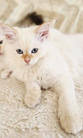 Sibirische Waldkatze - Kitten (Neva)
