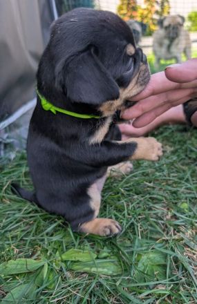Retro Mops Welpen