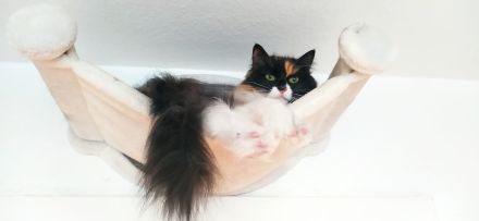 Sibirische Waldkatze Mix Glückskatze