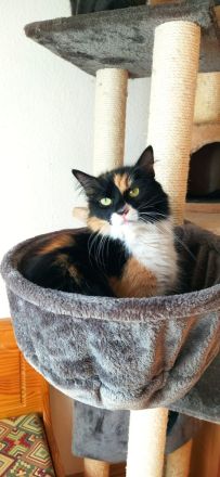 Sibirische Waldkatze Mix Glückskatze