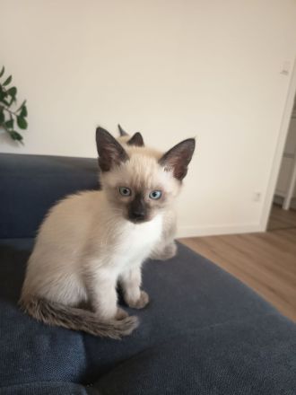 Siam Kater reinrassig ... Abgabebereit!!!