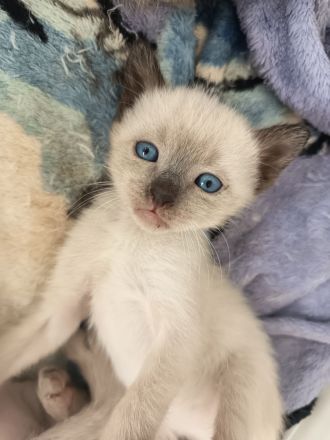 Reinrassige Siam Kitten noch 3 Kater frei!!!