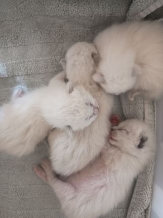 Reinrassige Siam Kitten