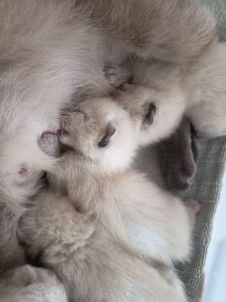 Reinrassige Siam Kitten