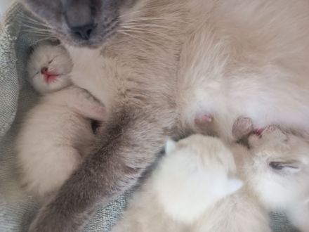 Reinrassige Siam Kitten