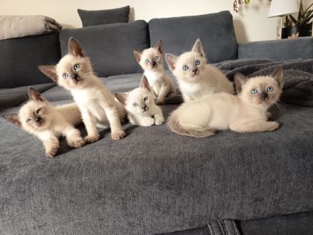 Siam Kater reinrassig ... Abgabebereit!!!
