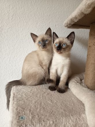 Reinrassige Siam Kitten