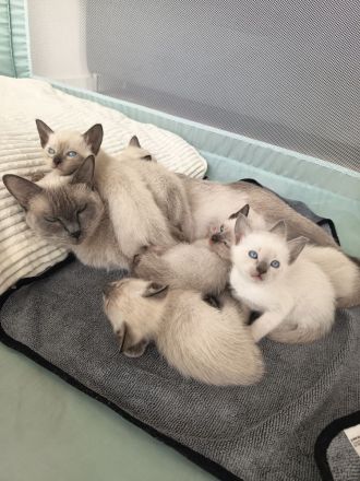 Reinrassige Siam Kitten noch 3 Kater frei!!!