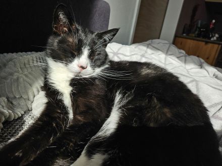 2 Liebe Mädels suchen neues Schmuse- Zuhause