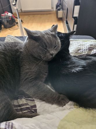 2 Liebe Mädels suchen neues Schmuse- Zuhause