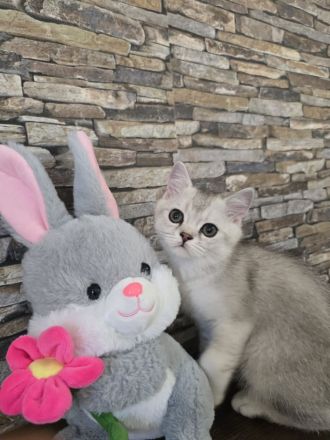 Britisch Kurzhaar Kitten suchen ein liebevolles Zuhause