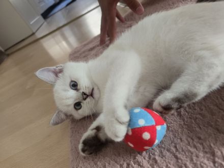 Britisch Kurzhaar Kitten suchen ein liebevolles Zuhause