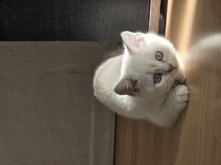 Britisch Kurzhaar Kitten suchen ein liebevolles Zuhause