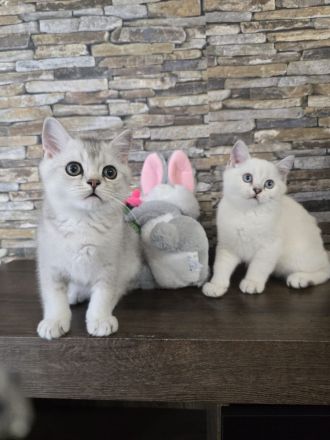 Britisch Kurzhaar Kitten suchen ein liebevolles Zuhause