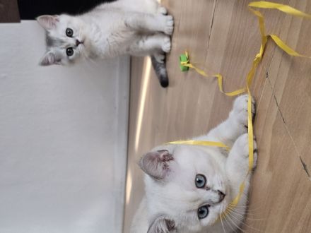 Britisch Kurzhaar Kitten suchen ein liebevolles Zuhause