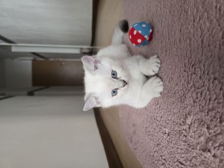 Britisch Kurzhaar Kitten suchen ein liebevolles Zuhause