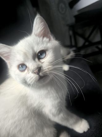 Britisch Kurzhaar Kitten suchen ein liebevolles Zuhause