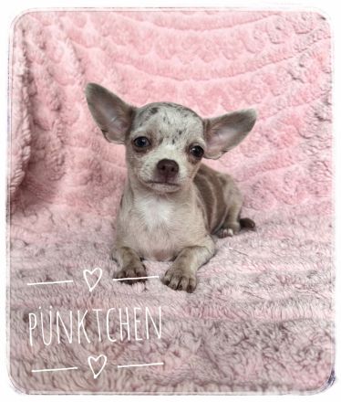 Wunderschönes Chihuahua Mädchen in kurzhaar aus seriöser Zucht