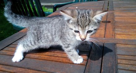 2 graue Tigerkaterchen von privat * 25.6.26