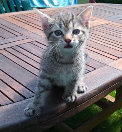 2 graue Tigerkaterchen von privat * 25.6.26