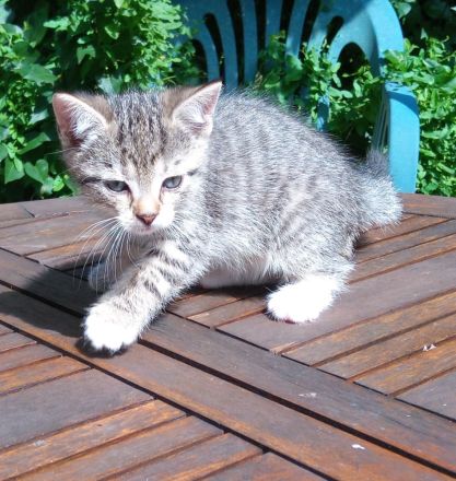 2 graue Tigerkaterchen von privat * 25.6.26