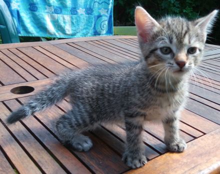 2 graue Tigerkaterchen von privat * 25.6.26
