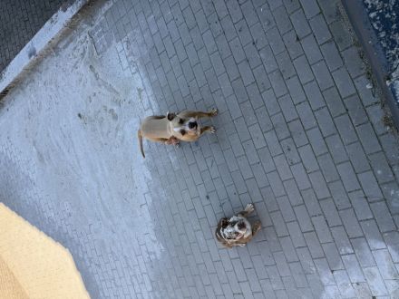 🐶 American Bully Pocket – Rüde & Hündin mit originalen ABKC-Papieren 🐶