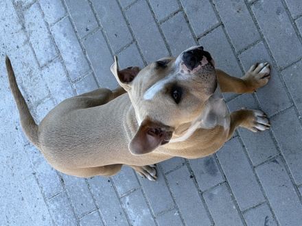 🐶 American Bully Pocket – Rüde & Hündin mit originalen ABKC-Papieren 🐶