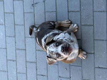 🐶 American Bully Pocket – Rüde & Hündin mit originalen ABKC-Papieren 🐶