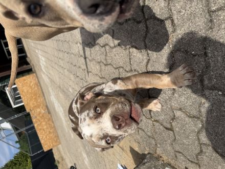 🐶 American Bully Pocket – Rüde & Hündin mit originalen ABKC-Papieren 🐶