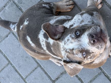 🐶 American Bully Pocket – Rüde & Hündin mit originalen ABKC-Papieren 🐶