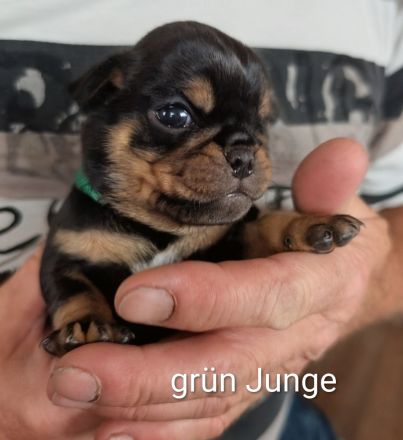 Unsere Retro Mops Welpen sind da