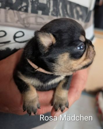 Unsere Retro Mops Welpen sind da