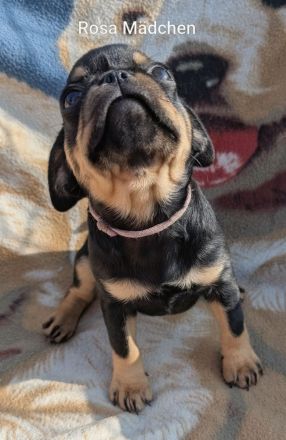 Retro Mops Welpen