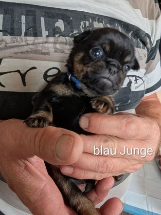 Unsere Retro Mops Welpen sind da