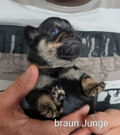 Unsere Retro Mops Welpen sind da