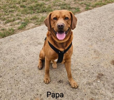 Labradorwelpe Roxy sucht ihre Lieblingsmenschen