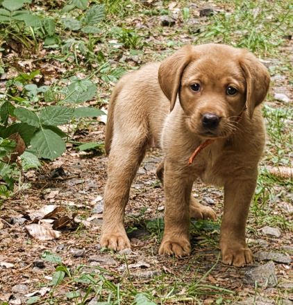 Labradorwelpe Roxy sucht ihre Lieblingsmenschen