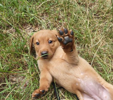 Labradorwelpe Roxy sucht ihre Lieblingsmenschen