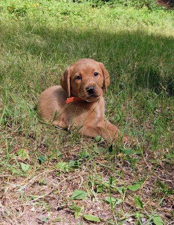 Labradorwelpe Roxy sucht ihre Lieblingsmenschen