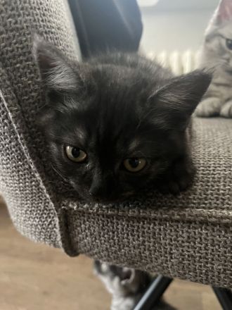 Britisch Kurzhaar Kitten