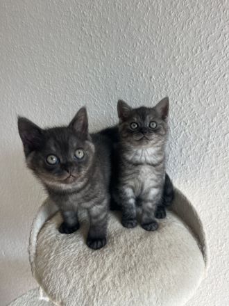 Britisch Kurzhaar Kitten