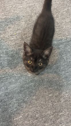 Britisch Kurzhaar Kitten