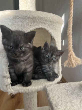 Britisch Kurzhaar Kitten