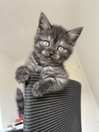 Britisch Kurzhaar Kitten