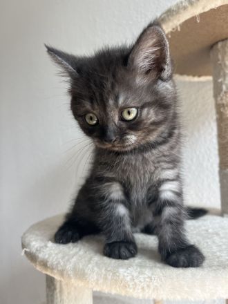 Britisch Kurzhaar Kitten